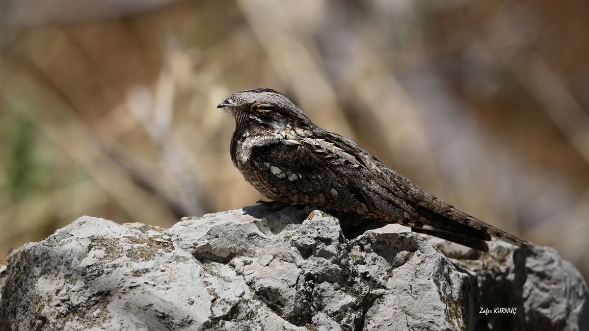 European Nightjar