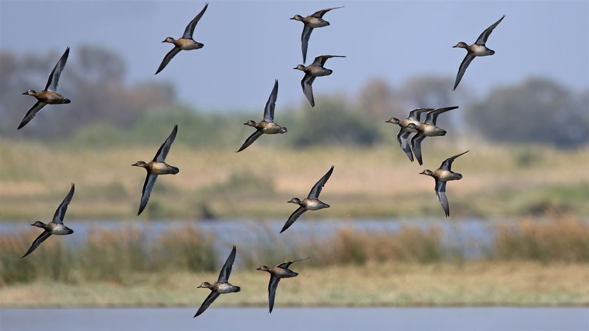 Eurasian Teal