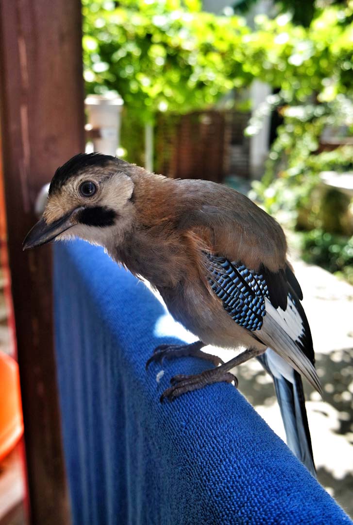 Eurasian Jay