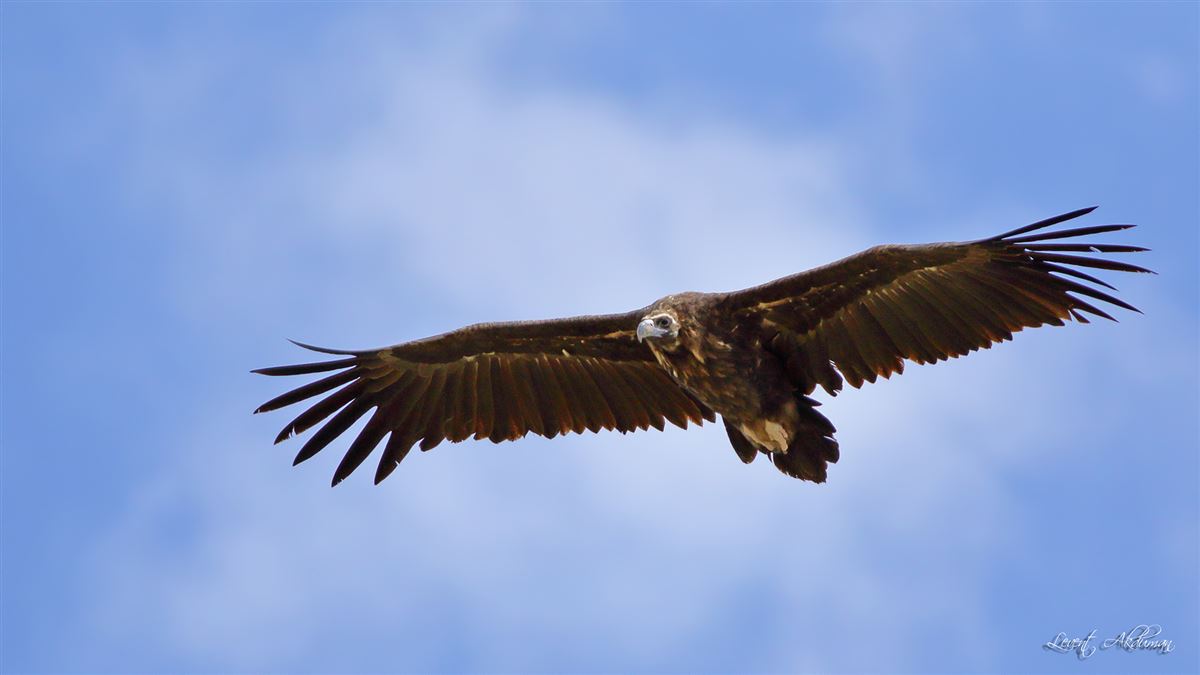 Cinereous Vulture