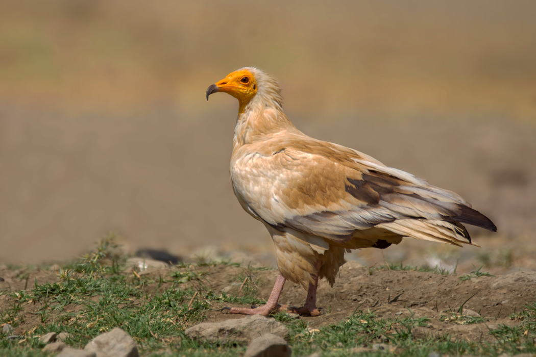 Egyptian Vulture