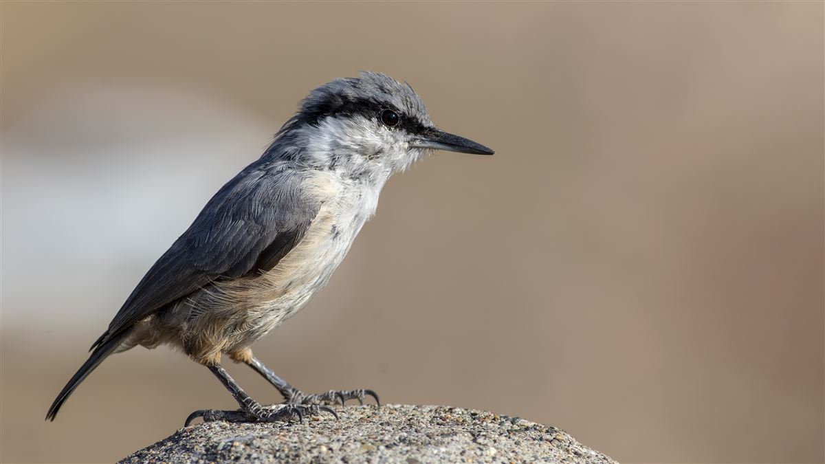 Western Rock Nuthatch