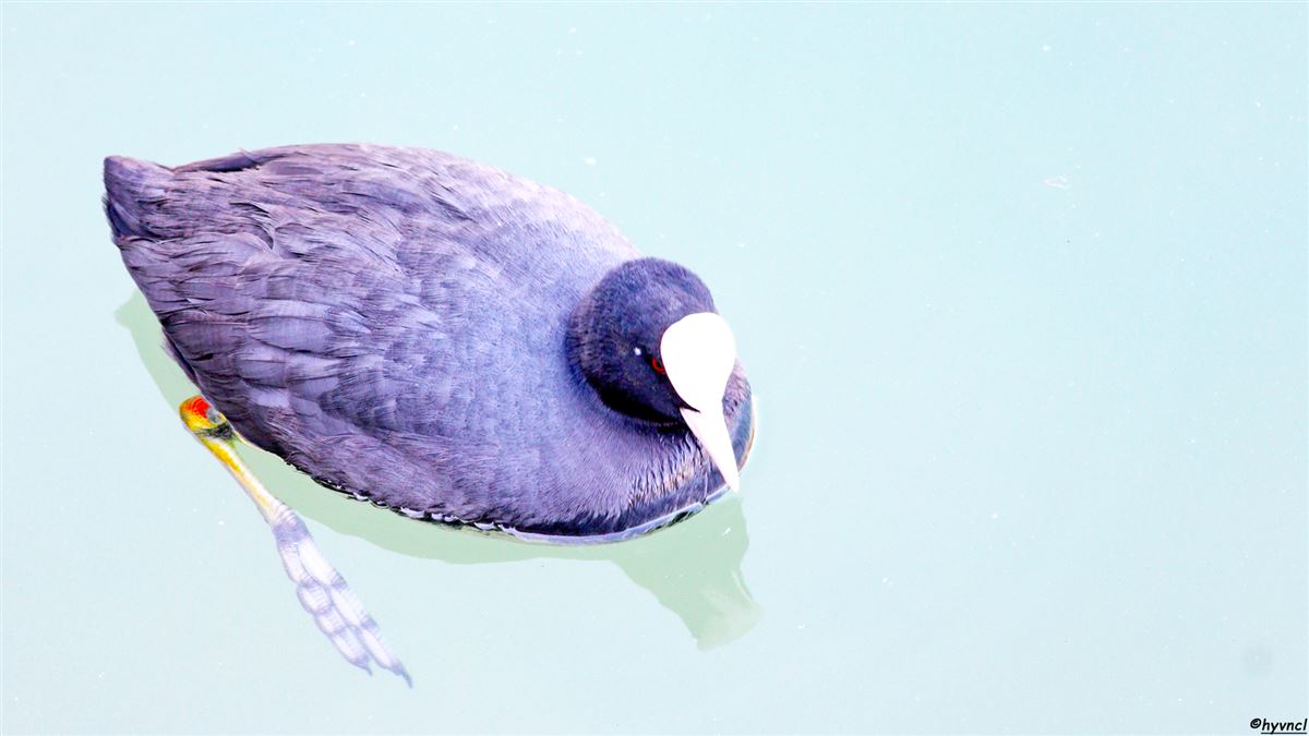 Eurasian Coot