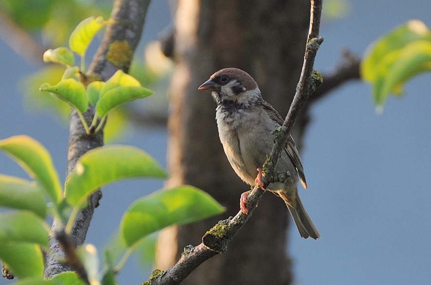 Eurasian Tree Sparrow