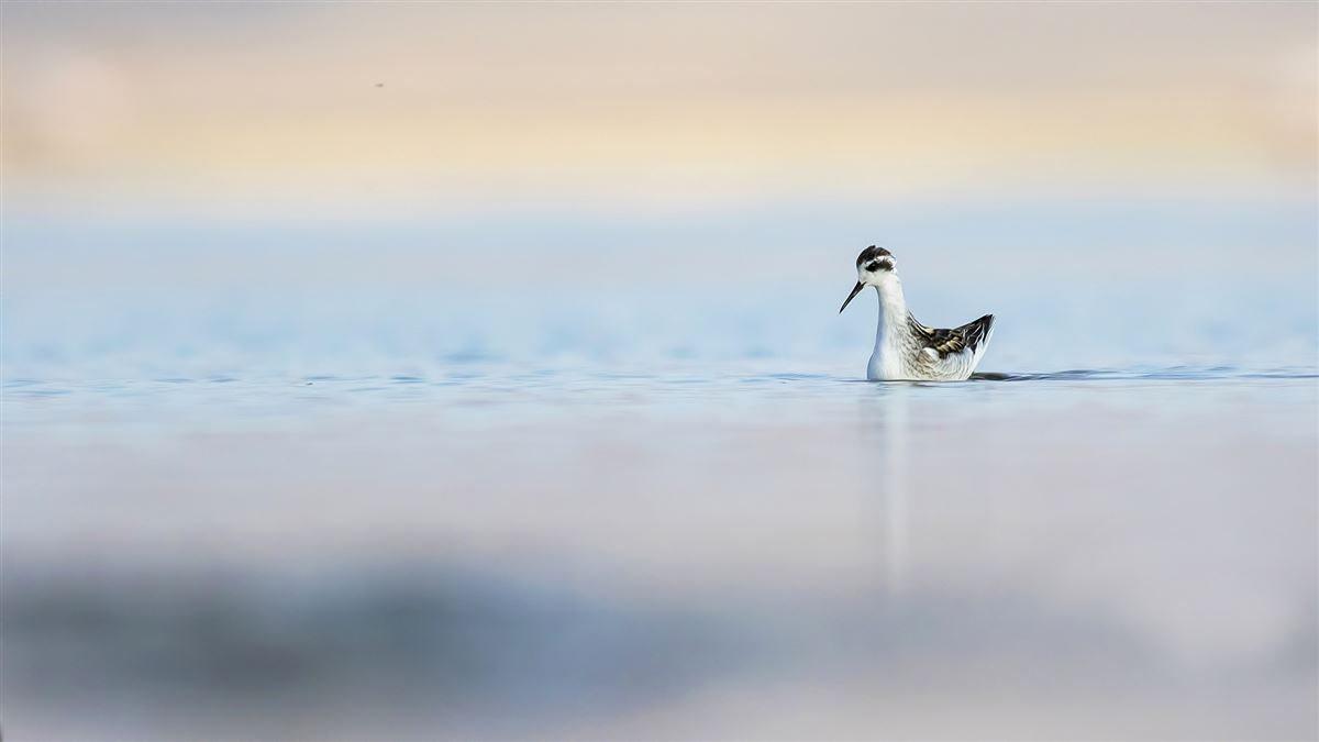 Red-necked Phalarope