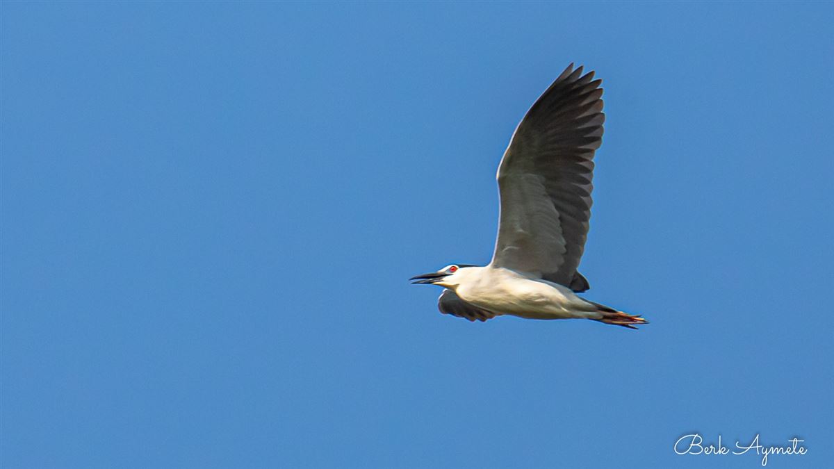 Black-crowned Night Heron