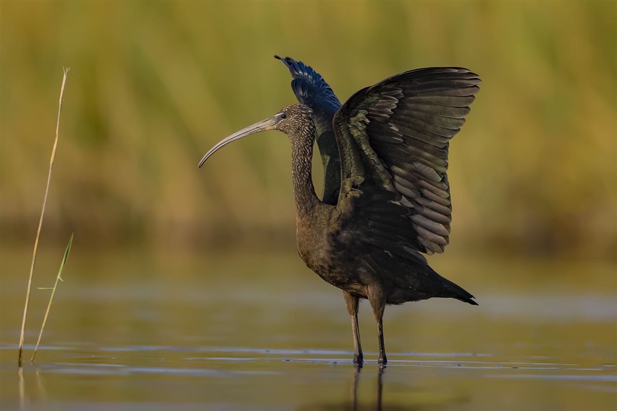 Glossy Ibis