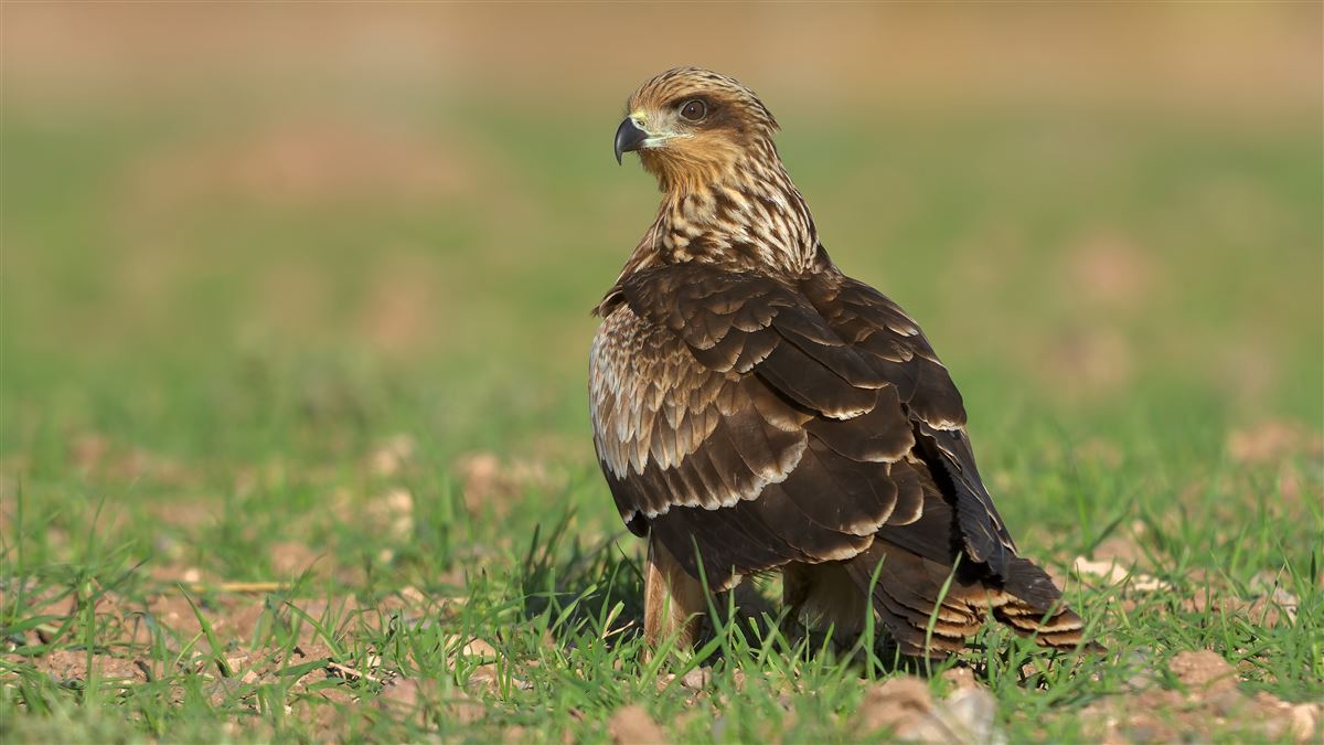 Black Kite