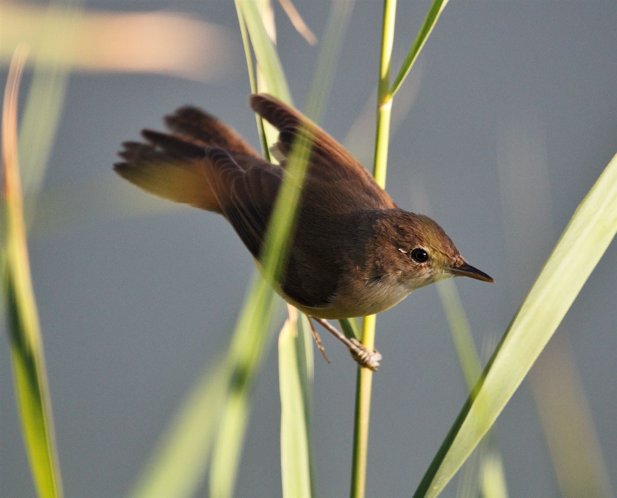 Common Reed Warbler