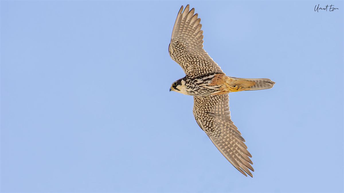 Eurasian Hobby
