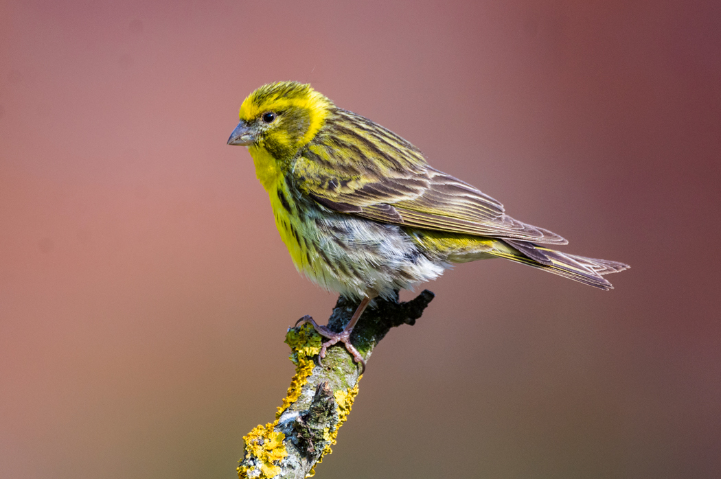 European Serin