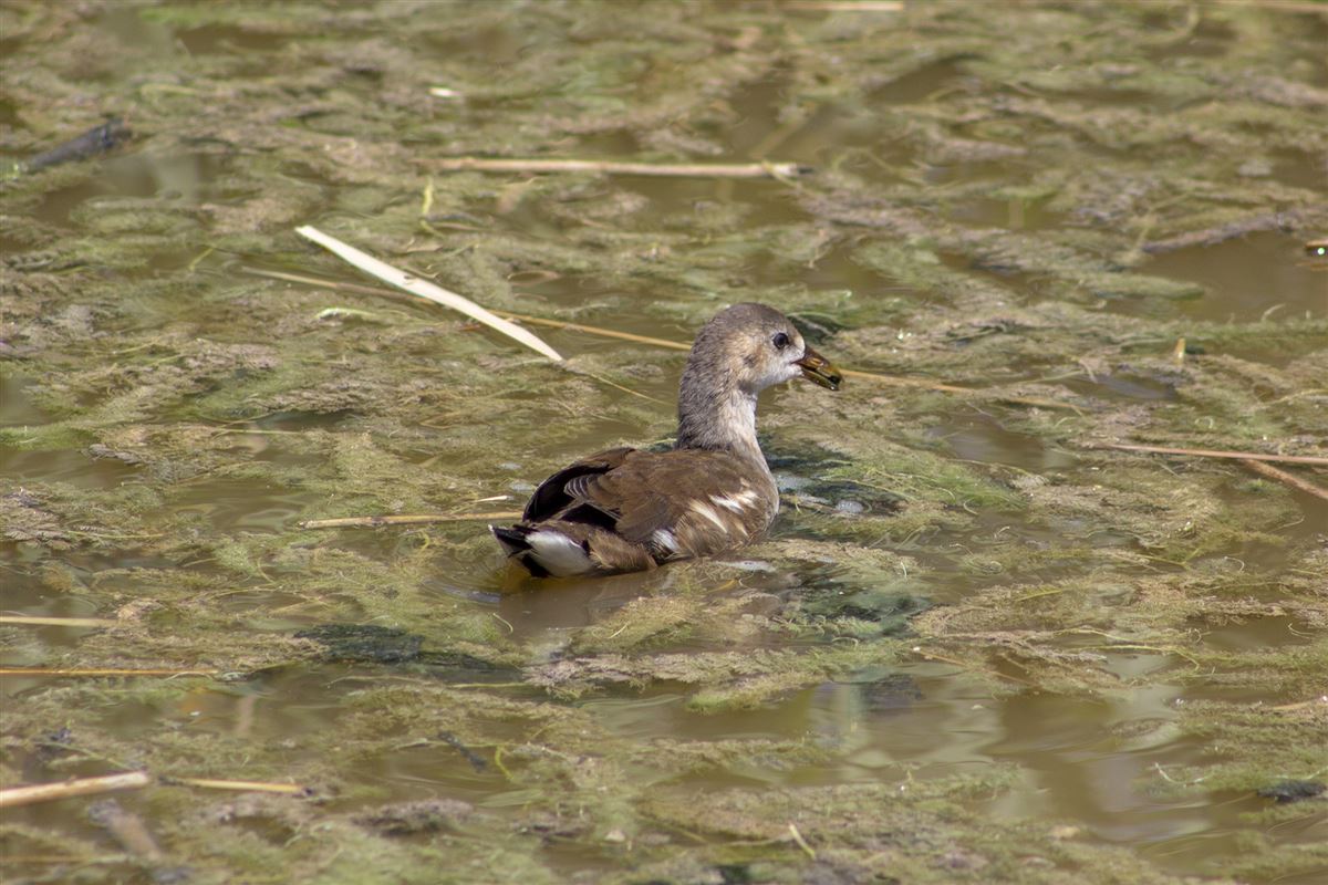 Common Moorhen