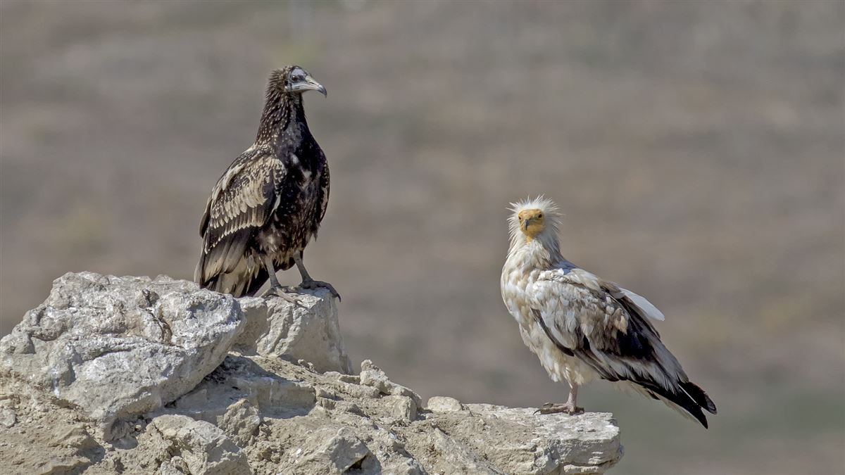 Egyptian Vulture