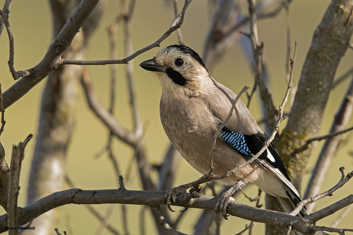 Eurasian Jay