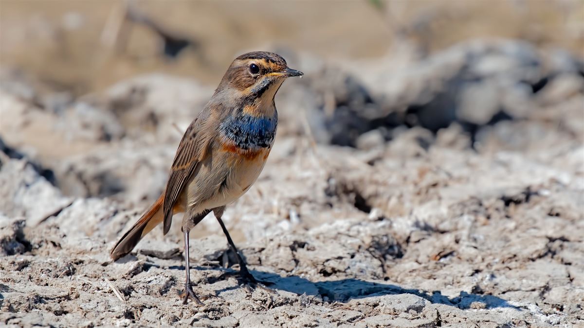 Bluethroat