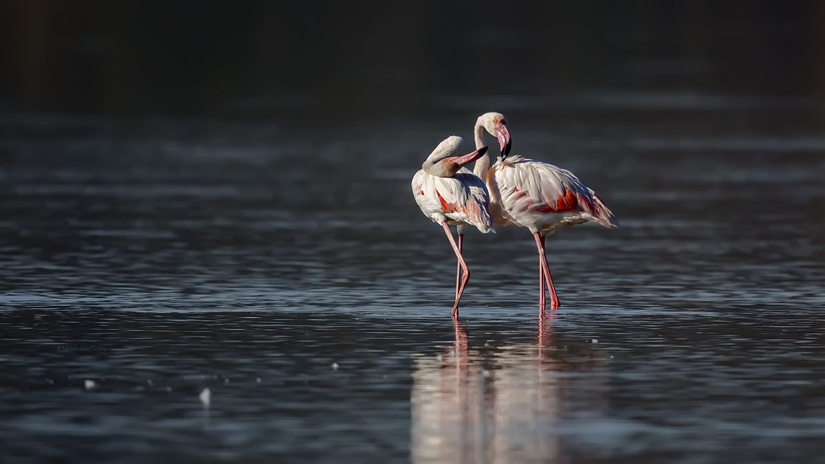 Flamingo