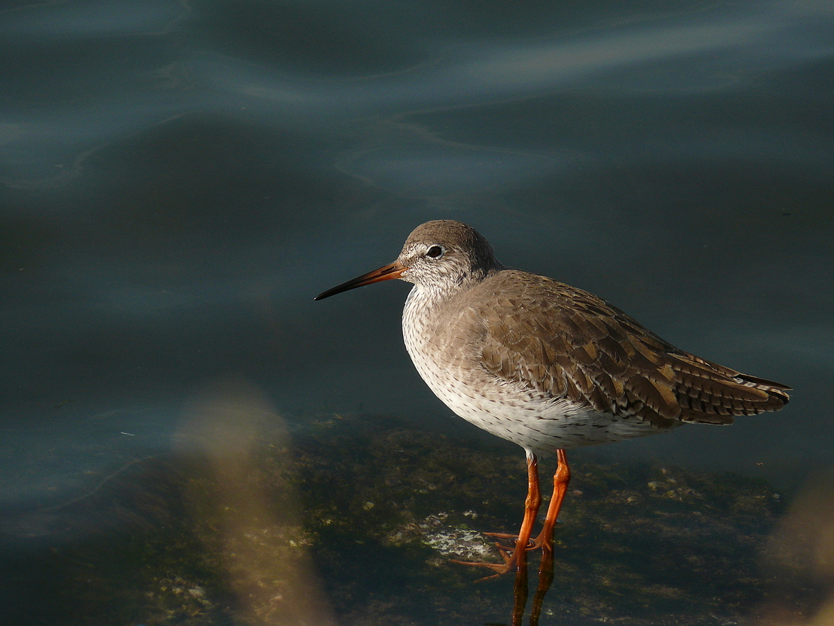 Common Redshank
