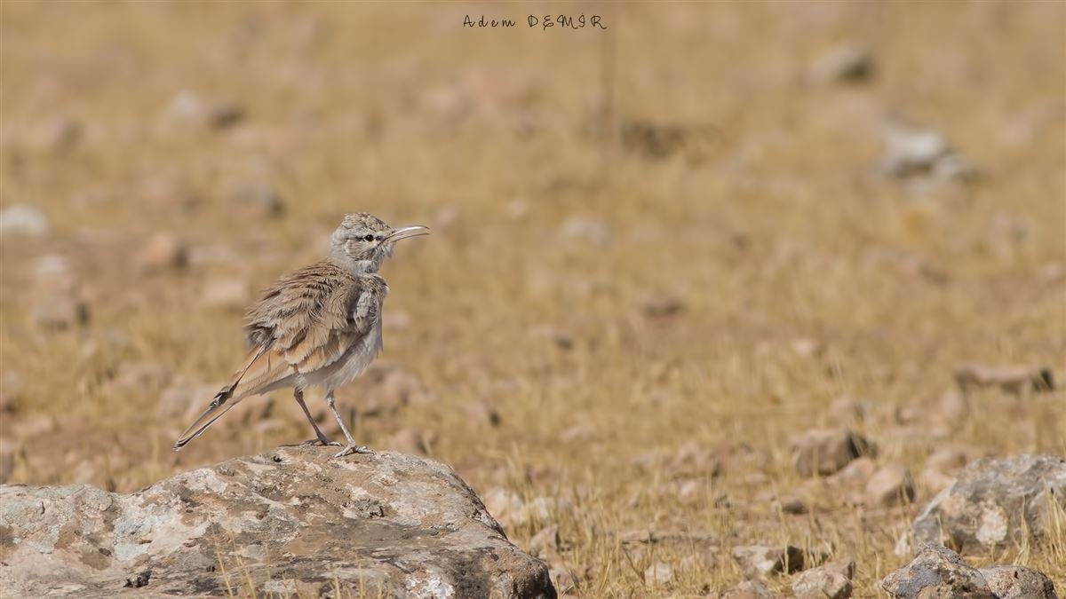 Greater Hoopoe-Lark
