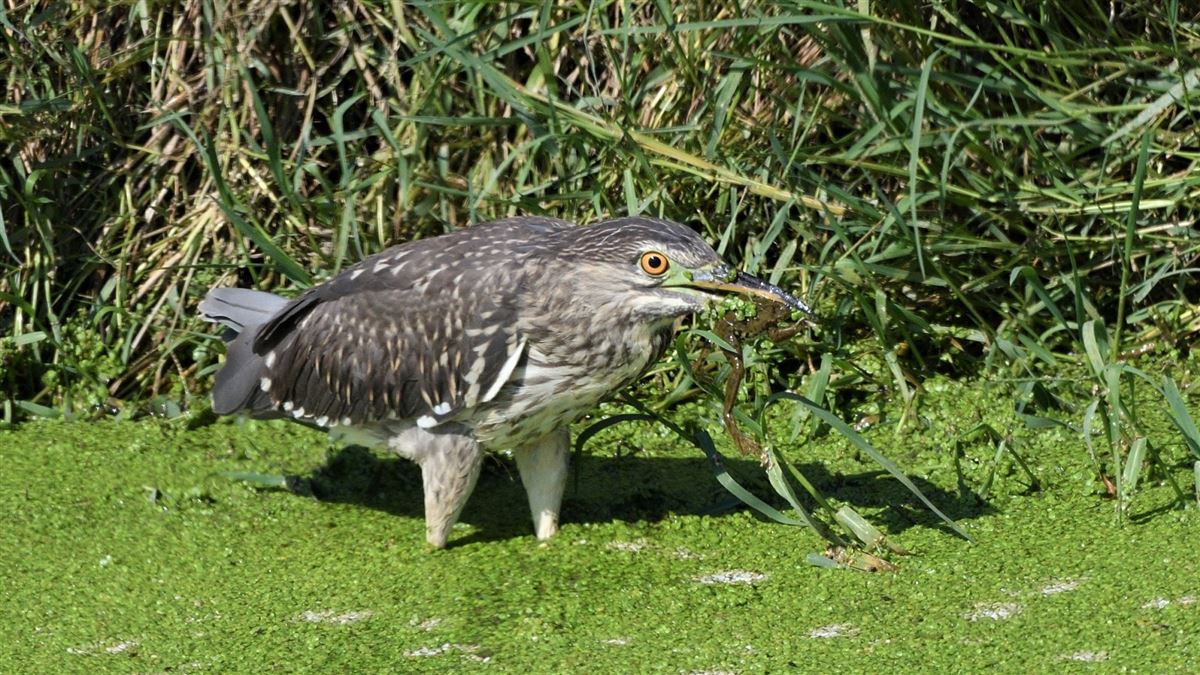 Black-crowned Night Heron