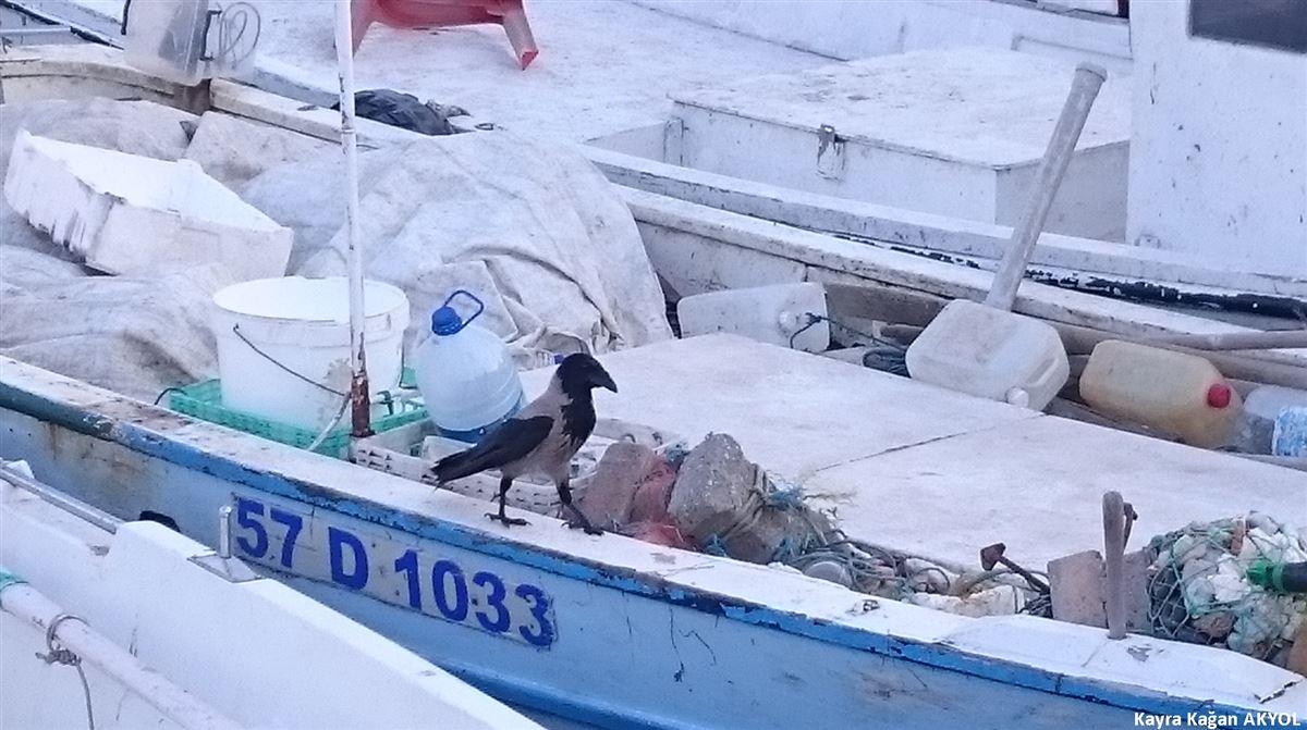 Leş kargası