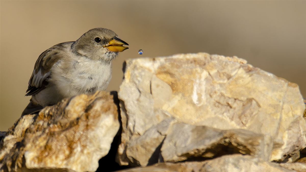 White-winged Snowfinch