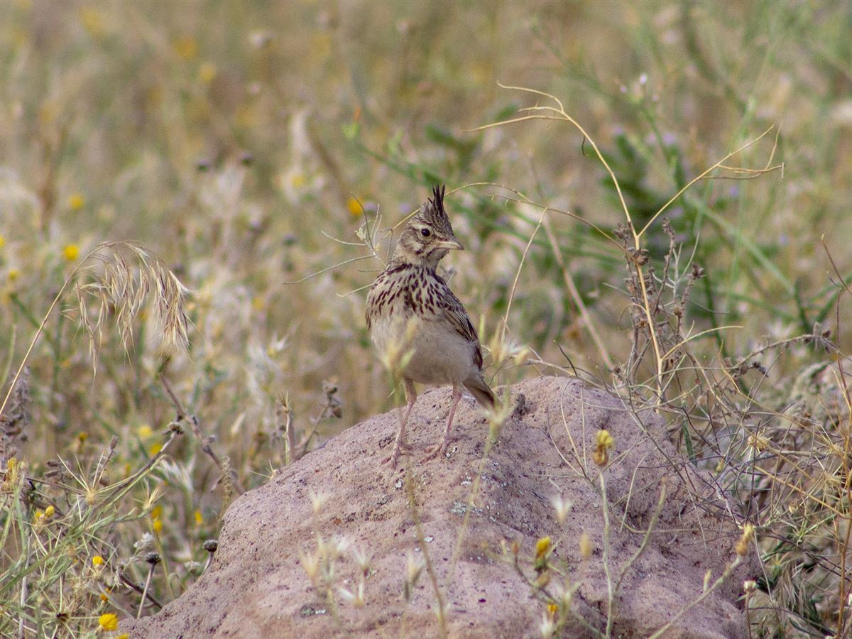 Crested Lark