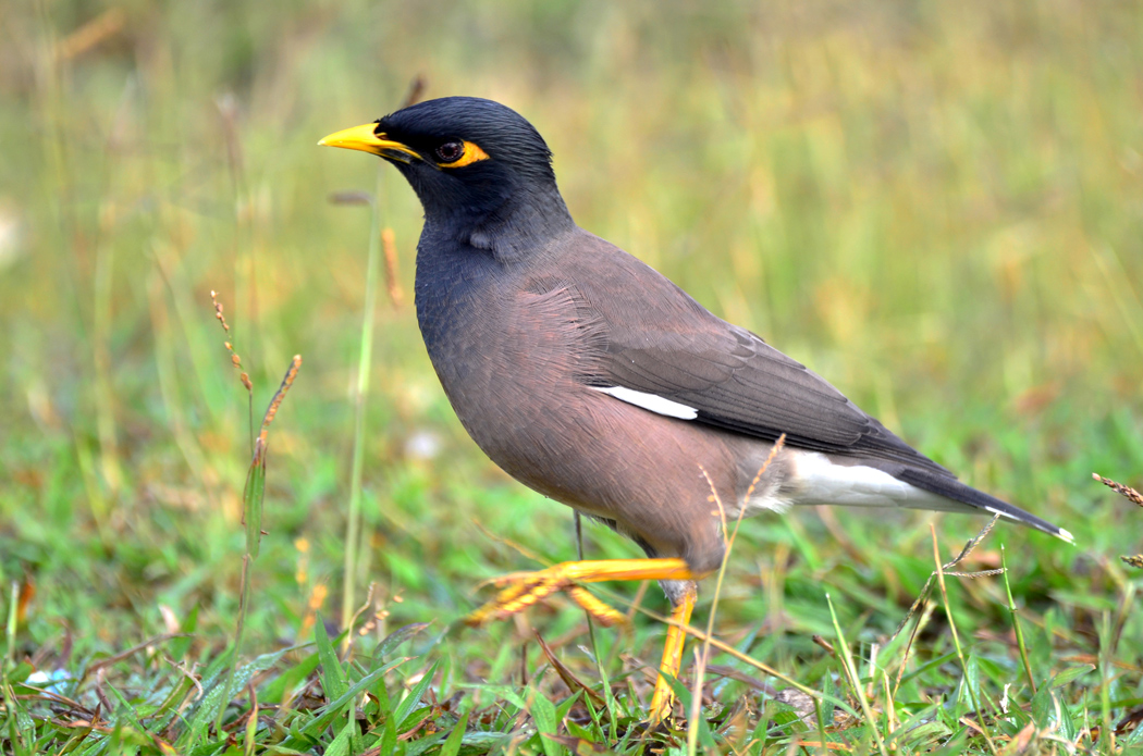 Common Myna