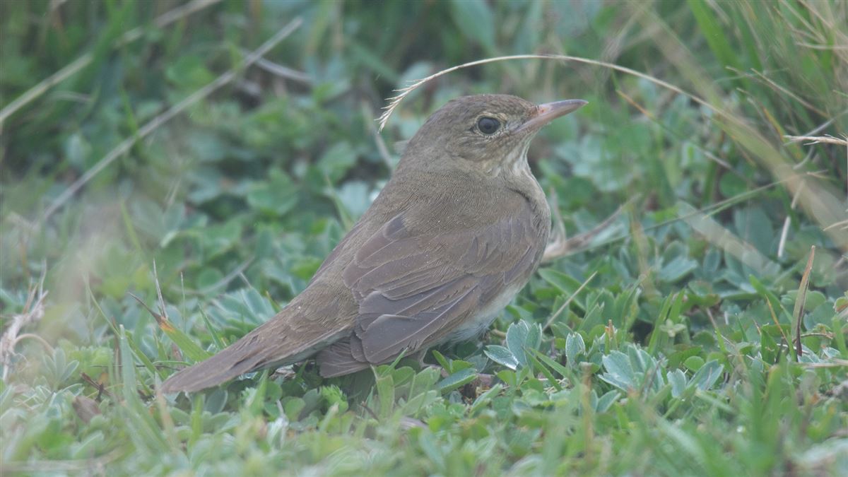 River Warbler