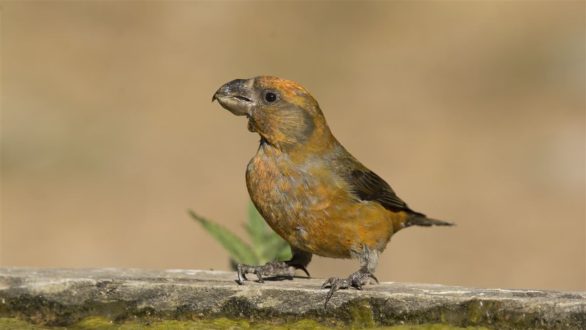 Red Crossbill