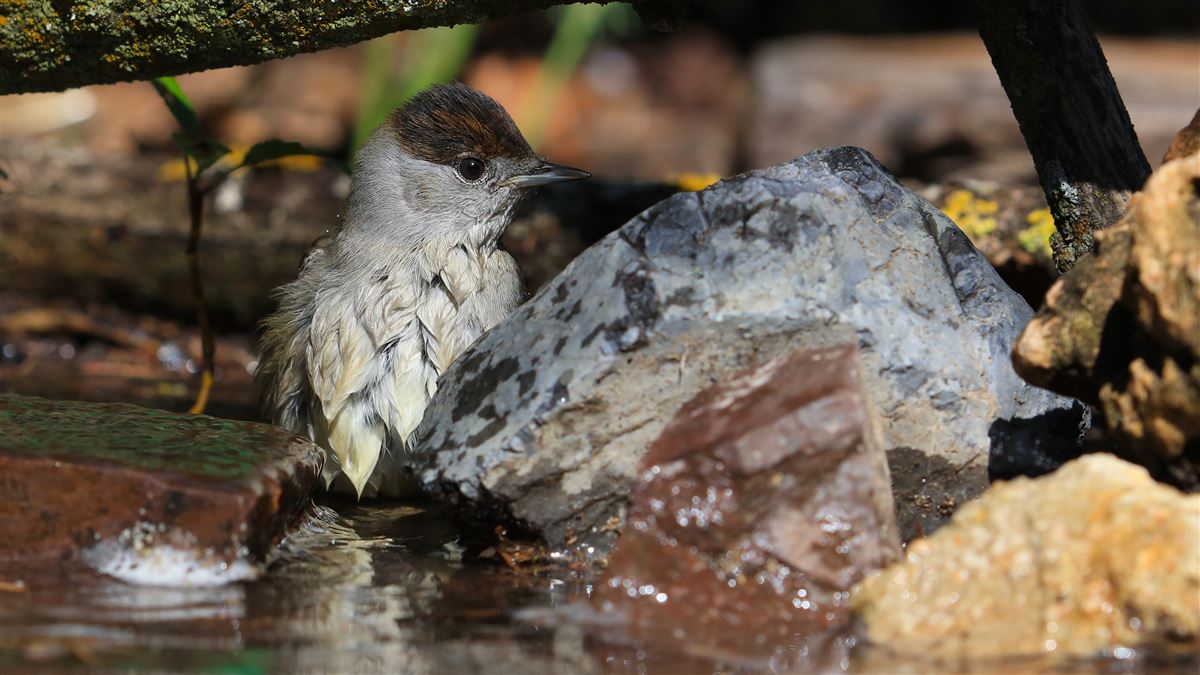 Eurasian Blackcap