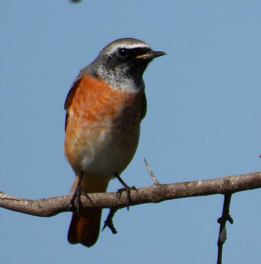 Common Redstart