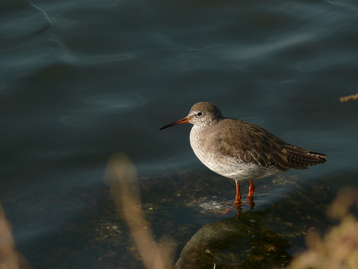 Common Redshank