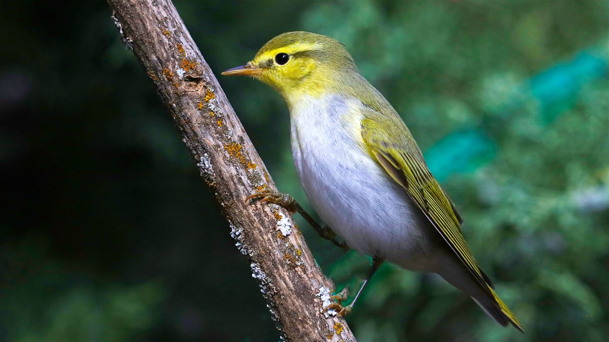 Wood Warbler