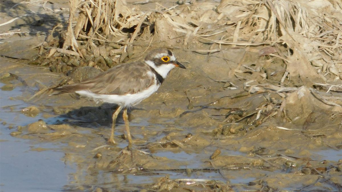 Little Ringed Plover