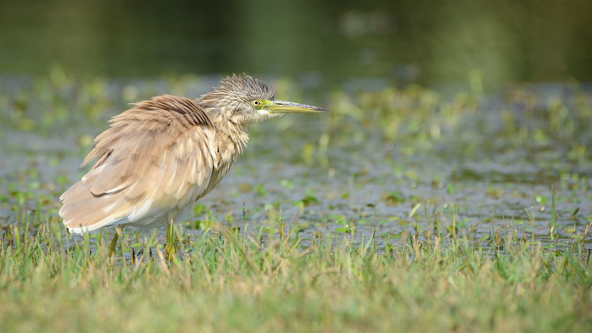 Squacco Heron