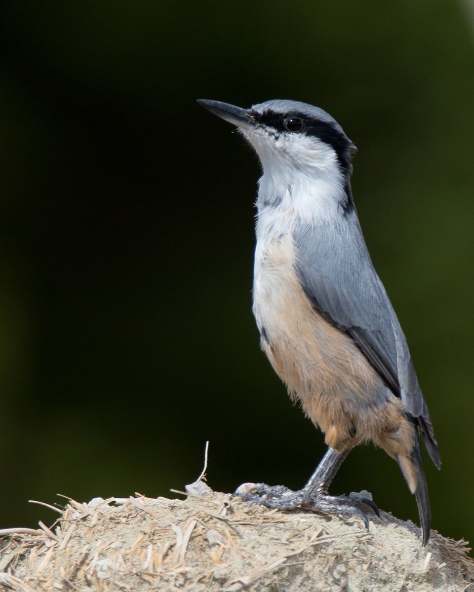 Western Rock Nuthatch