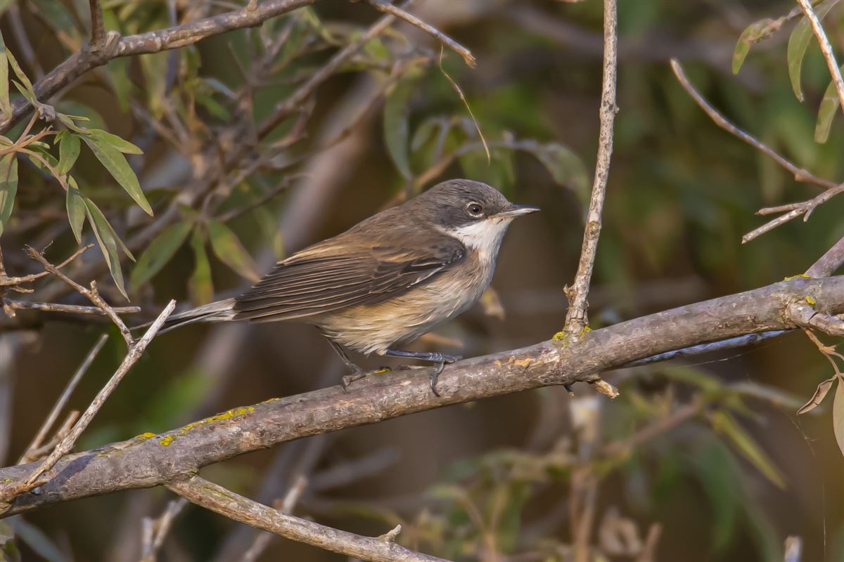 Lesser Whitethroat