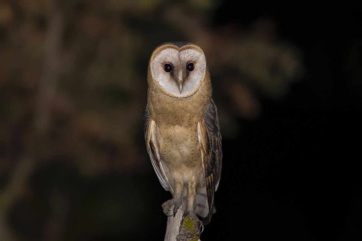 Western Barn Owl