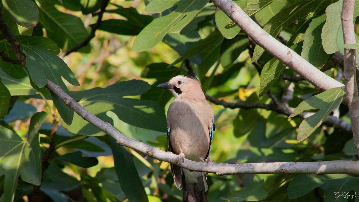 Eurasian Jay