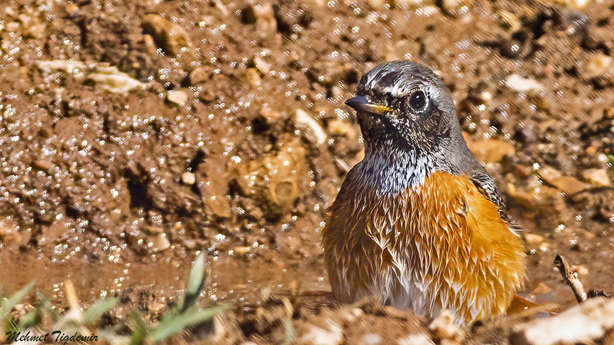 Common Redstart