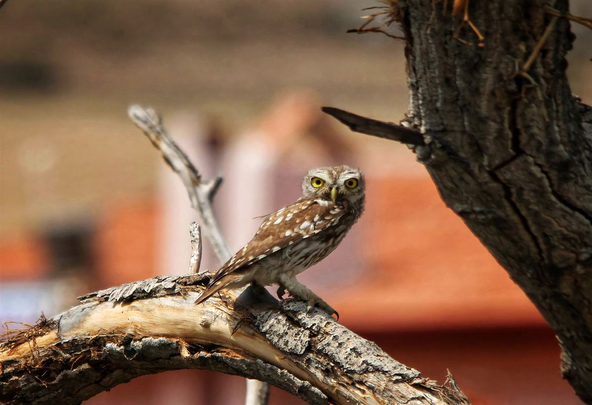Little Owl