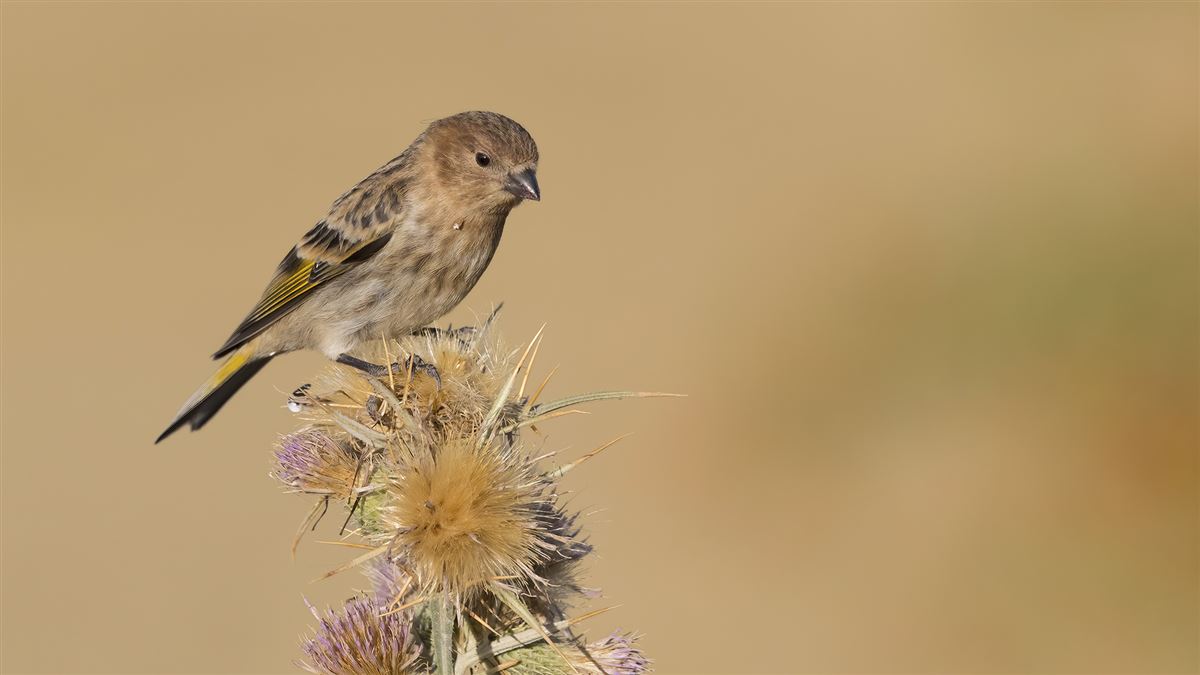 Red-fronted Serin