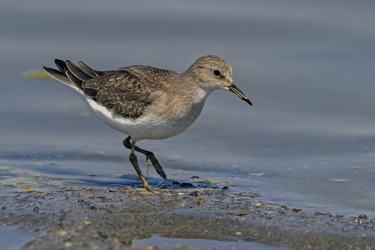 Temminck`s Stint