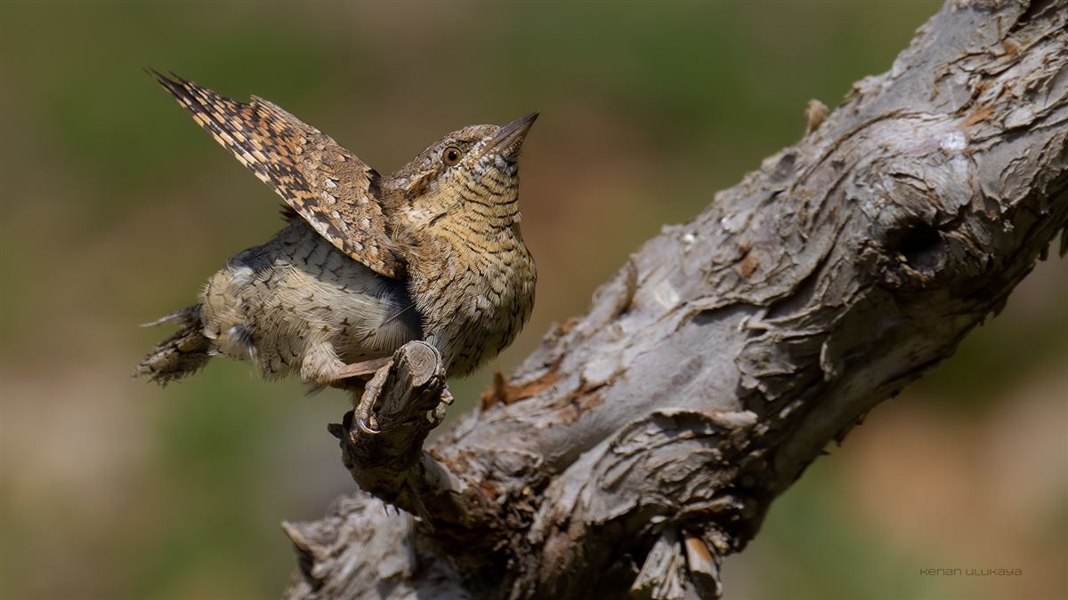 Eurasian Wryneck