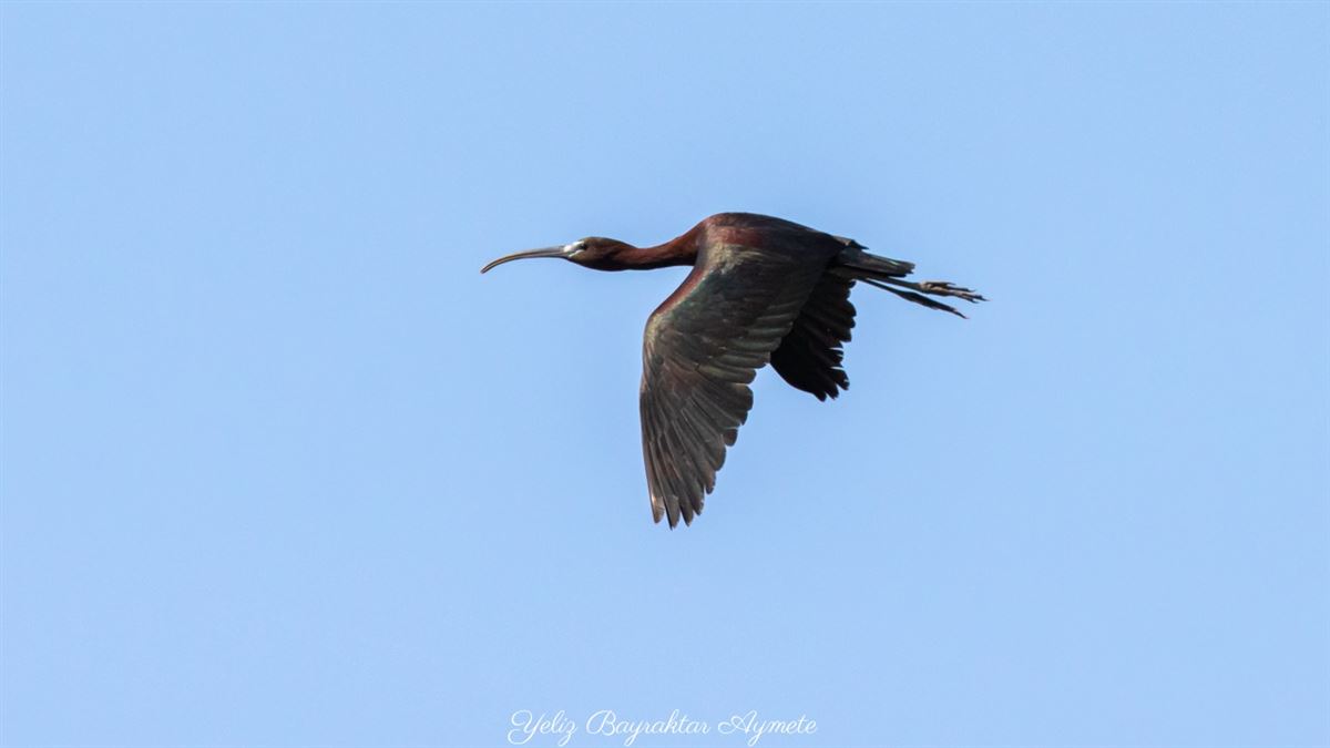 Glossy Ibis