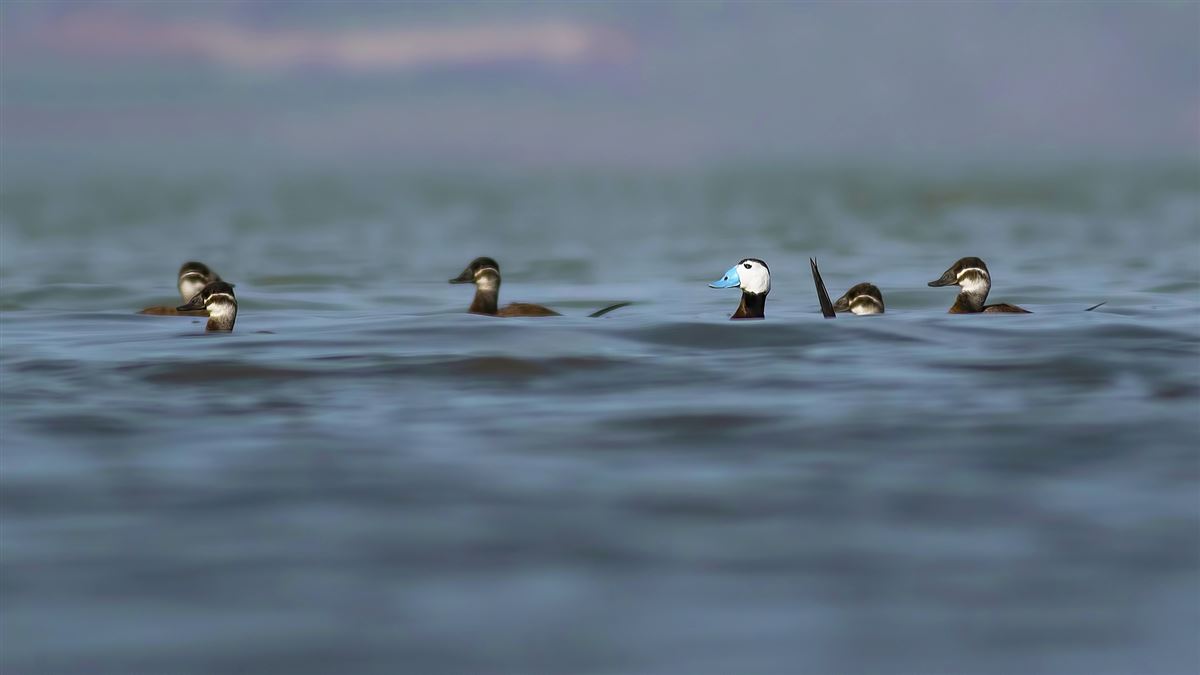 White-headed Duck