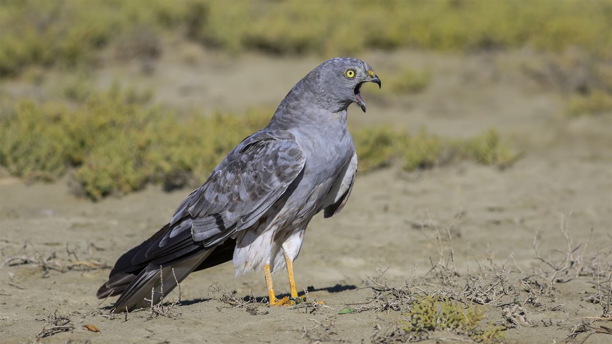 Montagu`s Harrier