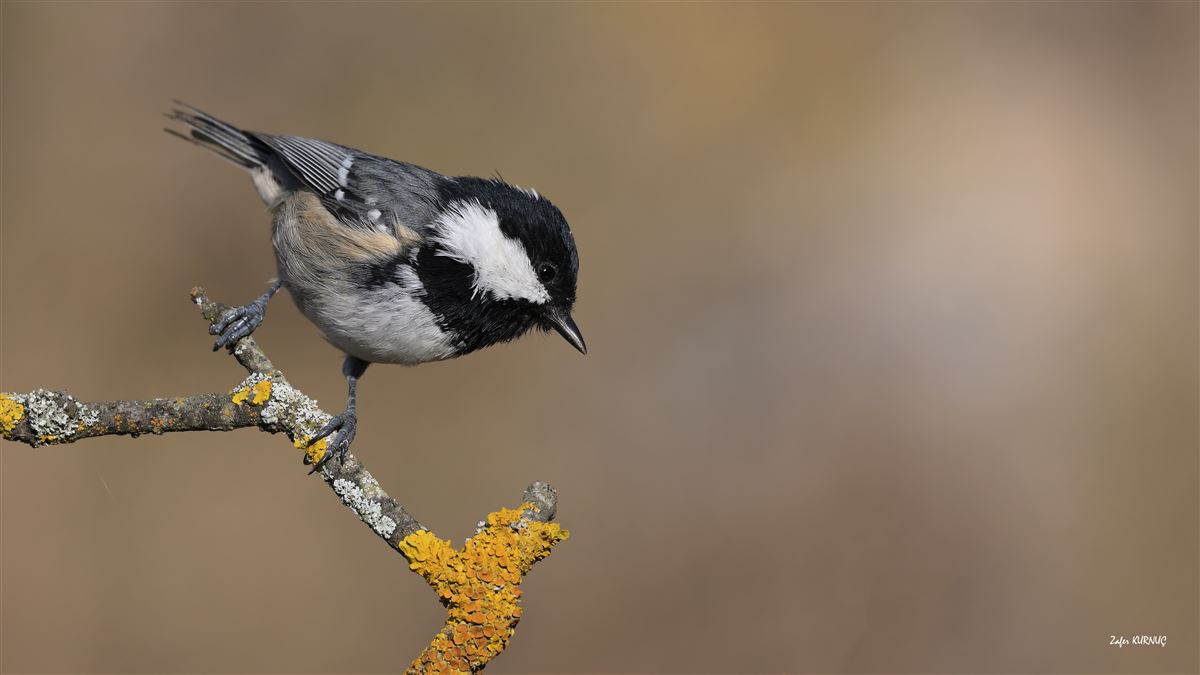 Coal Tit