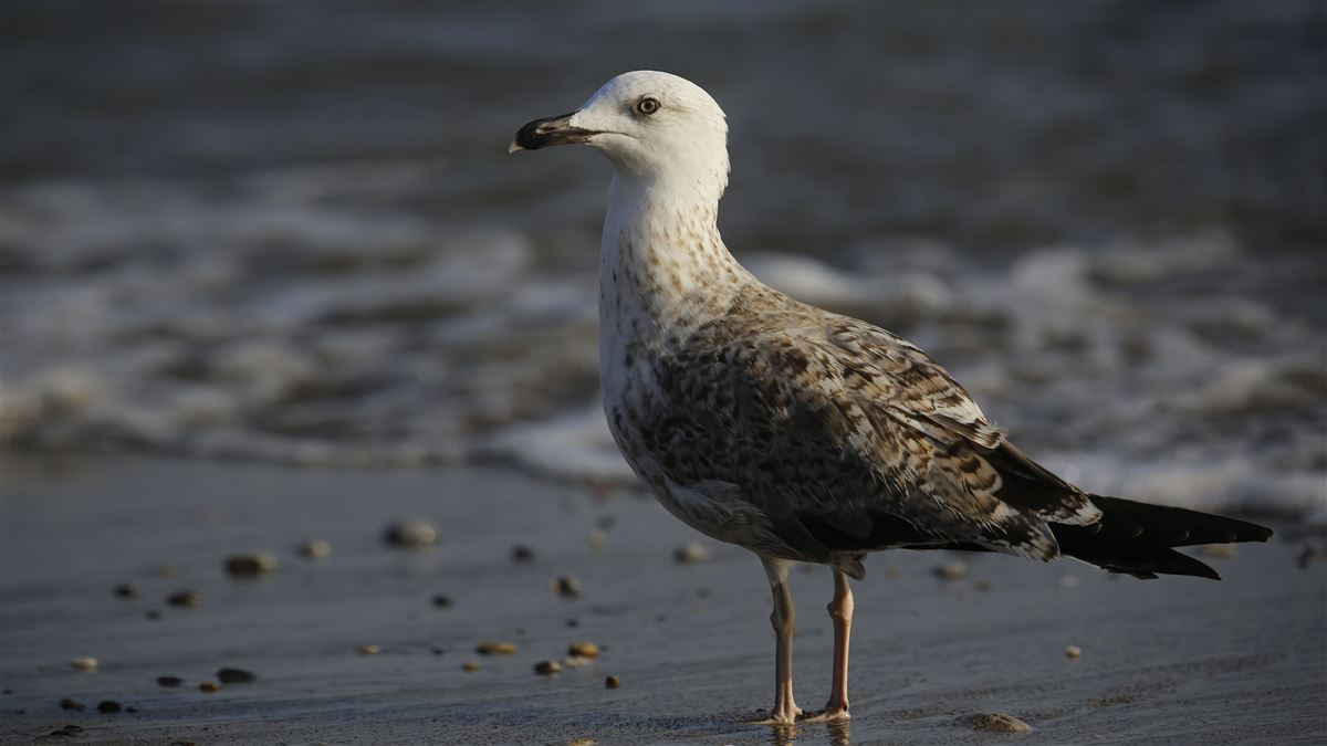 Yellow-legged Gull