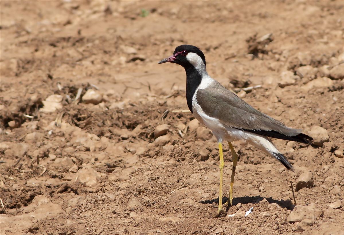 Red-wattled Lapwing